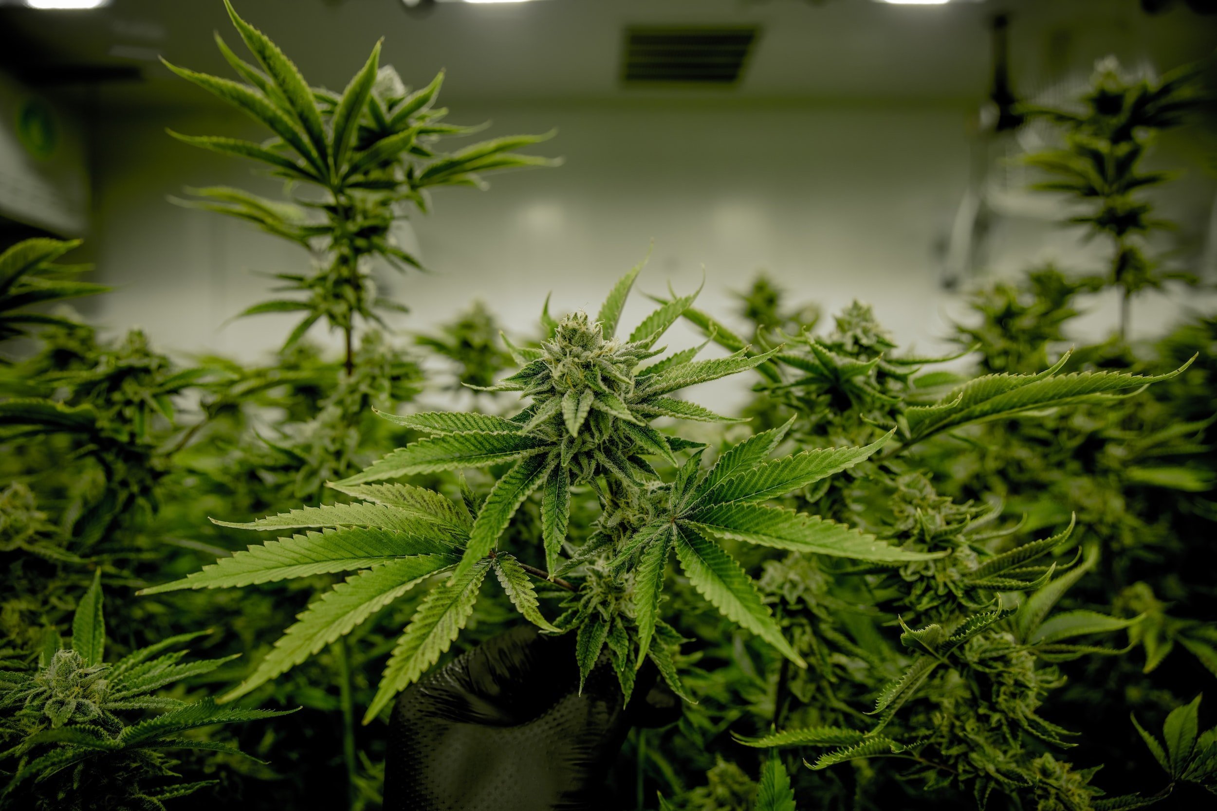 BIDEN announces pardon of marijuana possession – We Answer your Burning Questions